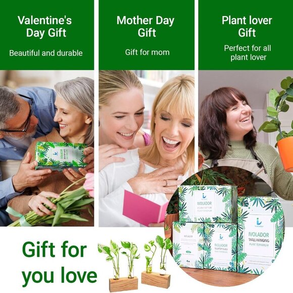 Ivolador Plant Propagation Station 4 Test Tube Plants Terrariums in Wooden Stand - Picture 7 of 9